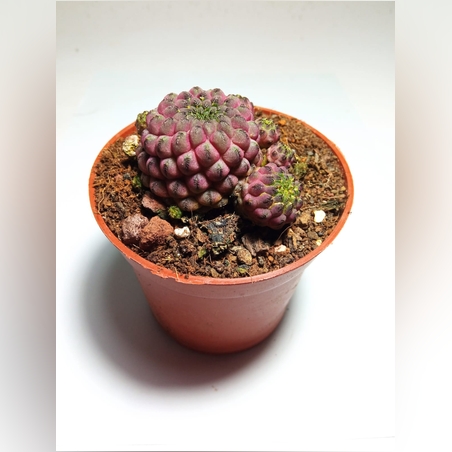 סולקורבוטיה ראוכי מונסטרוס Sulco rauschii monstrous