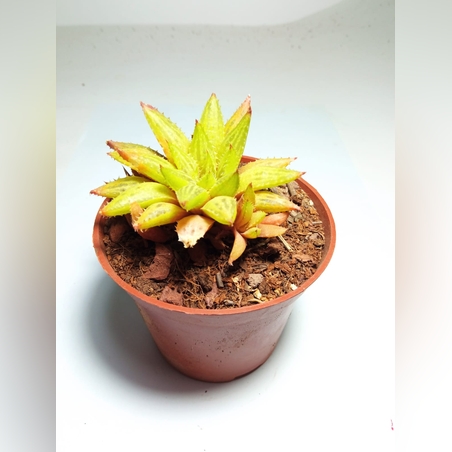 הוורטיה  Haworthia Mirabilis Bouchon variagata