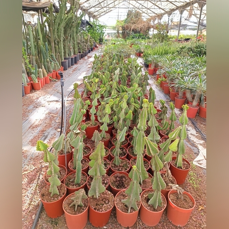 אופורביה קופרי בעציץ 18 עד גובה 60 ס