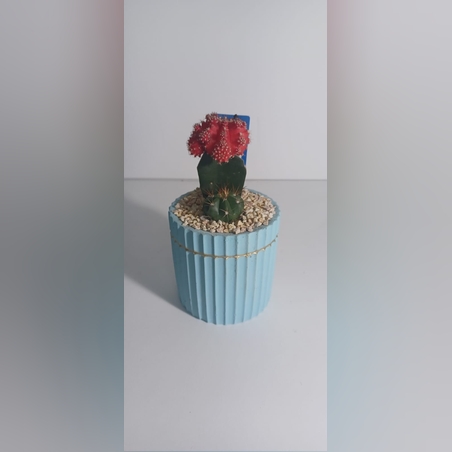 קוקטייל שני צמחים תכלת פס זהב