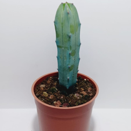 מרטילוקקטוס בעציץ ק.11