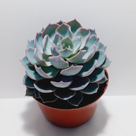 אציווריה Desmetiana