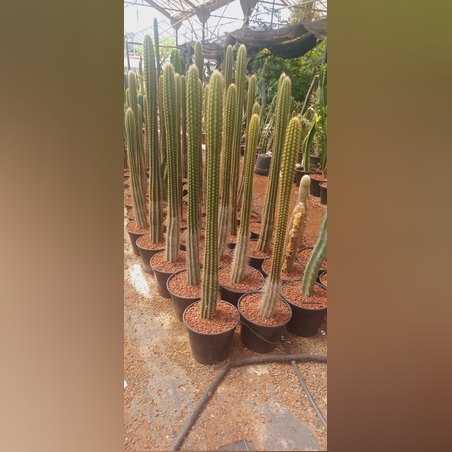 קקטוס עמודי בדלי (גובה עד 1 מטר)