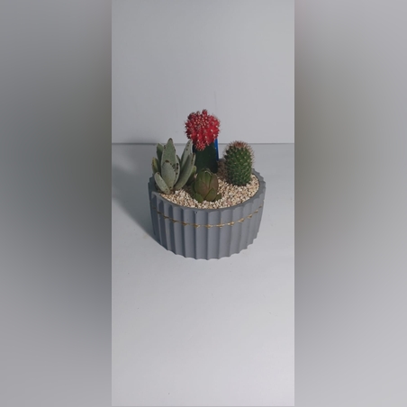 קוקטייל ארבעה צמחים אפור פס זהב