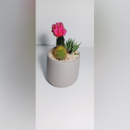 קוקטייל שלושה צמחים בקרמיקה חלק אפור