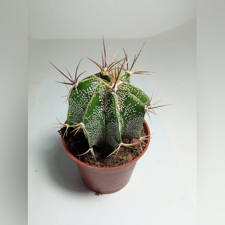 קקטוס Astrophytum ornatum