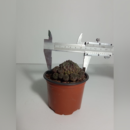 Sulcorebutia rauschii f. violacidermis with pups