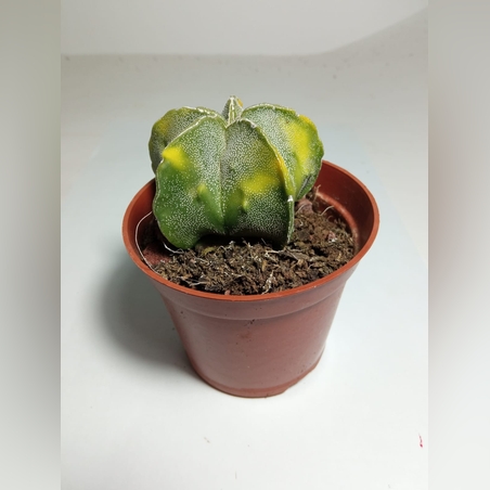 אסטרופיטום Astrophytum myriostigma nudum var