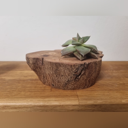 עציץ עץ זית טבעי וסקולנט