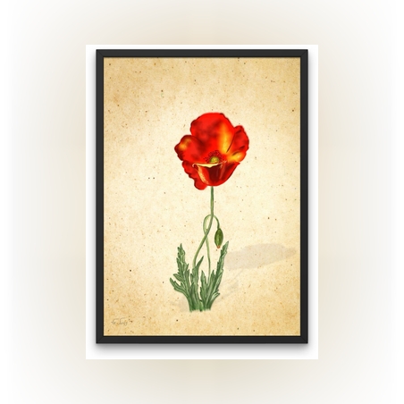 פרח אדום -הדפס ממוסגר