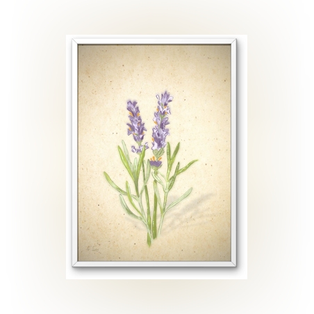 פרח סגול - הדפס ממוסגר