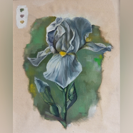 אירוס לבן- ציור שמן על קנבס