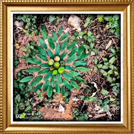 שמש ירוקה- צילום