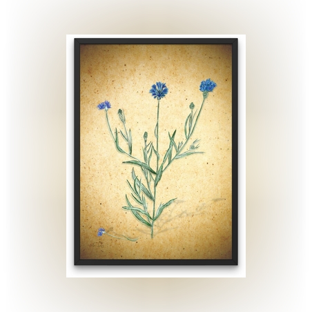 פרח כחול - הדפס ממוסגר