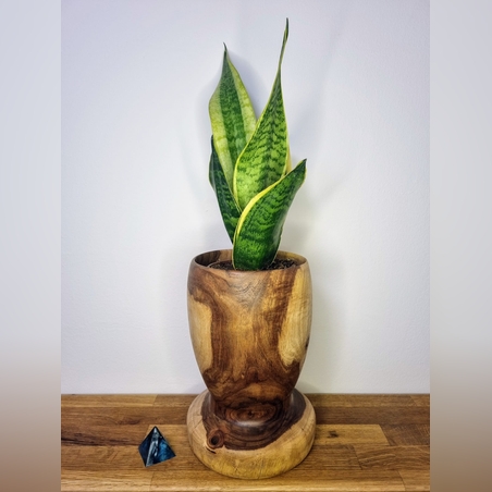 כד גדול חרוט מעץ ברוש בעבודת יד