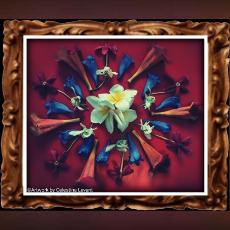 מנדלה אדומה -צילום טבע