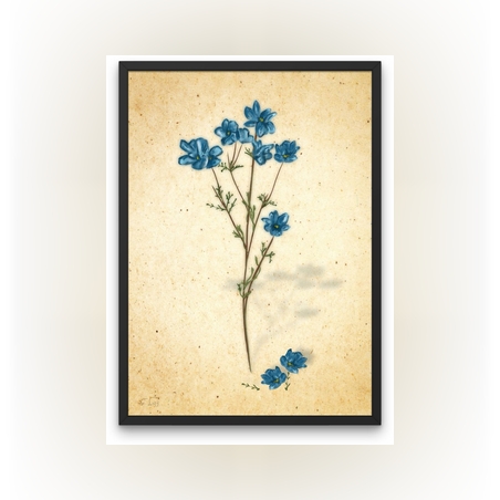 פרחים כחולים -הדפס ממוסגר