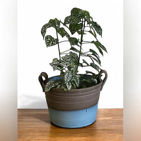 עציץ מקרמיקה עם גלזורה תכולה בעבודת יד