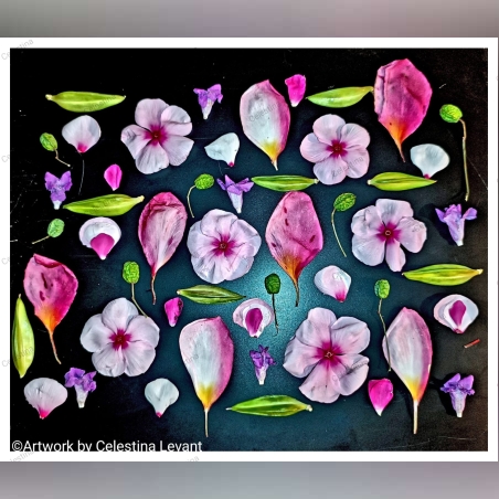 פרחים, זרעים, פקעות -צילום