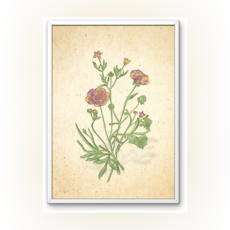 פרח הנורית- הדפס ממוסגר