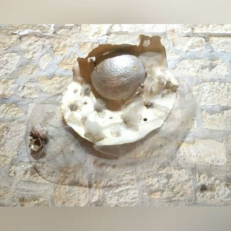 פסל יוצא מתוך הקליפה