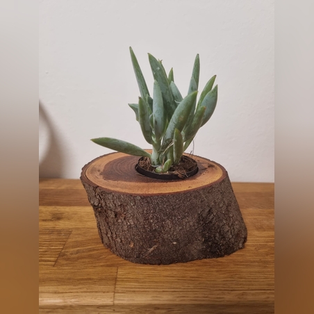 עציץ עץ שיטה טבעי וסקולנט