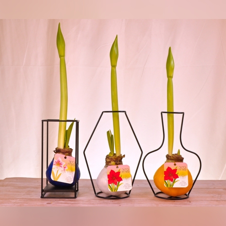 סאנבלום סטנד מתכת