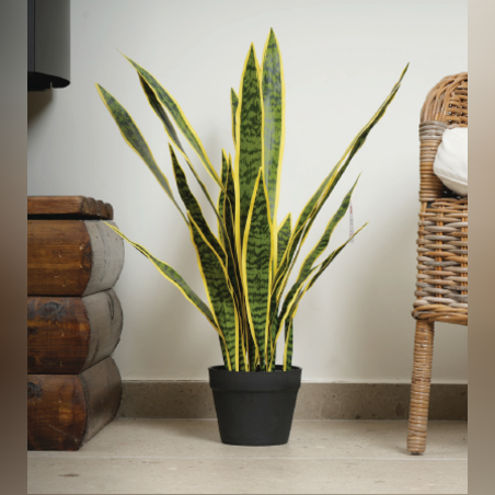 עץ SANSEVIERIA 65 CM