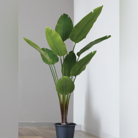 עץ STERLITZIA 95/95/185 CM