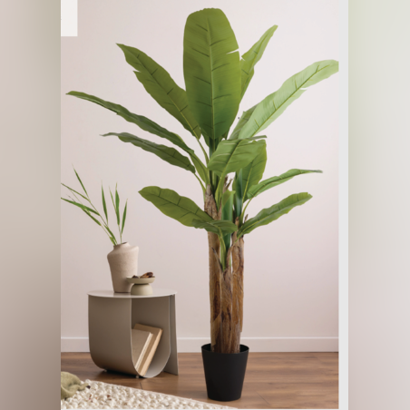 עץ בננה 53/53/190 CM
