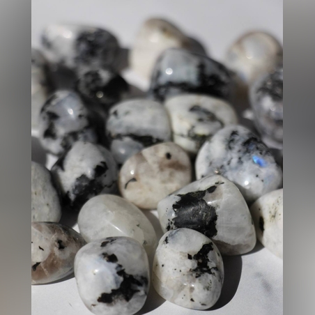 מונסטון חלוקים