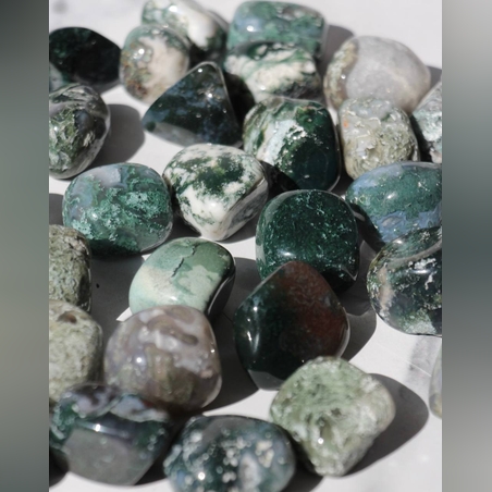 אגת מוס חלוקים