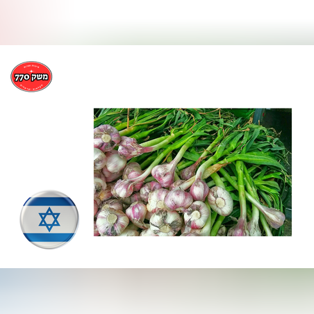 מארז שום טרי (שלם) ישראלי כ2 קילו