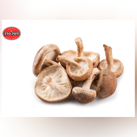 מארז פטריית שיטאקי