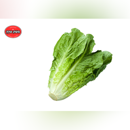 מארז חסה ערבית