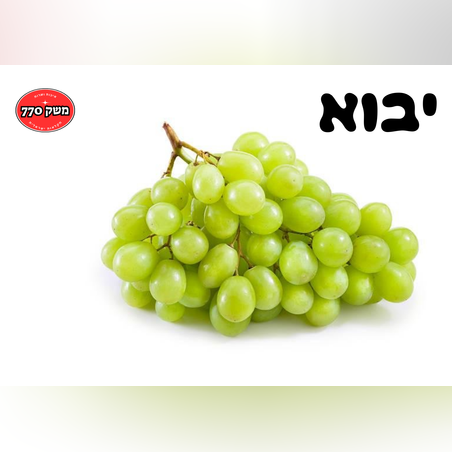 מארז ענבי אוטום קריספ גדול ומתוק(יבוא) 550-600 גרם