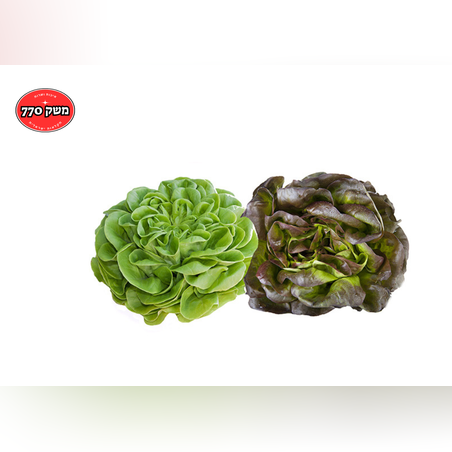 מארז חסה סלנובלה