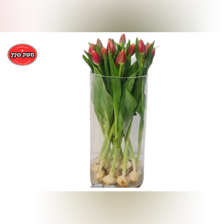 זר 10 טוליפ ישראלי *צבע לפי המלאי*
