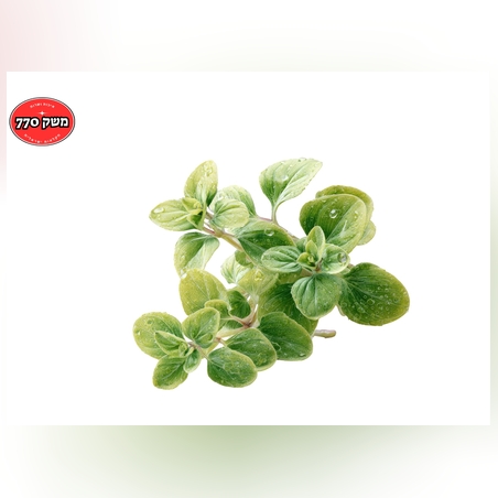 מארז אורגנו מהדרין