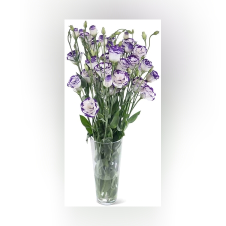 זר גדול 10 ענפי לוזיאנטוס לבן/ורוד