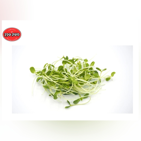 מארז נבטי חמניה