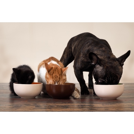 מה ההבדל בין אוכל של כלבים לחתולים?