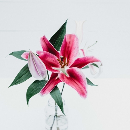 פרחי לילי – סמל תמימות וטוהר