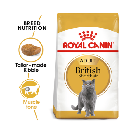 רויאל קנין חתול בריטי קצר שיער 4 ק
