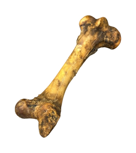 עצם ירך בפאלו ג'מבו- קרניבור