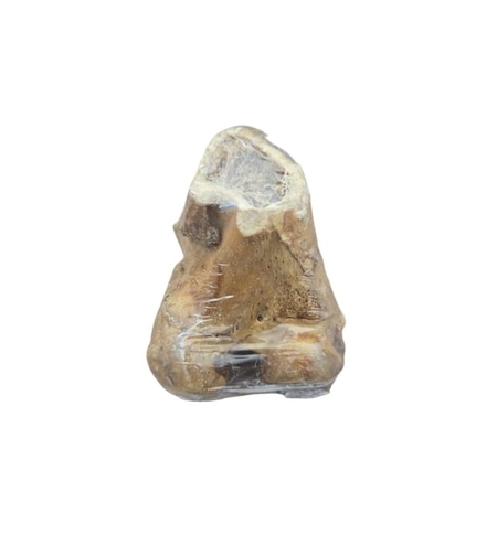 קרניבור עצם ברך מדיום