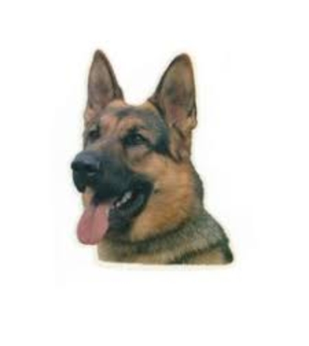 זוג מדבקות לרכב- רועה גרמני