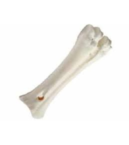 עצם סידן לכלב- קרניבור