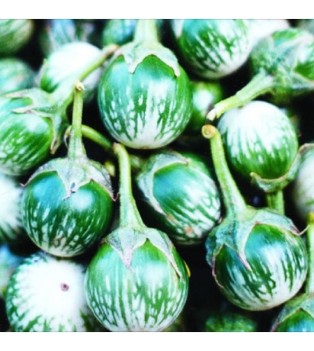 Round Eggplant half kilo