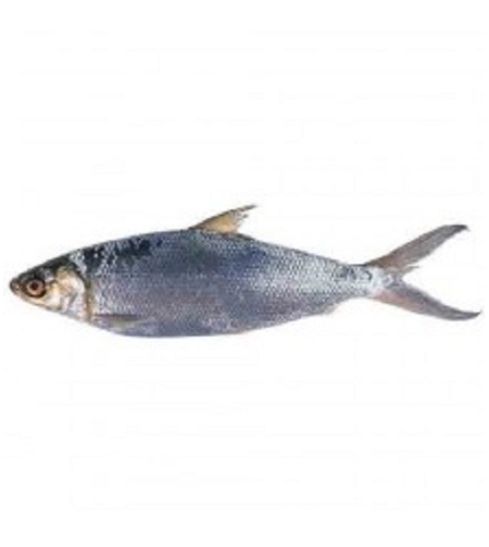 Bangus - Whole Milk Fish Small
